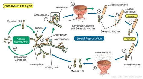 Fungi Life Cycle Stages Deana Shanks