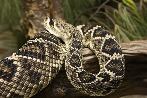 Crotalus Adamanteus Eastern Diamondback Rattlesnake Usa Snakes