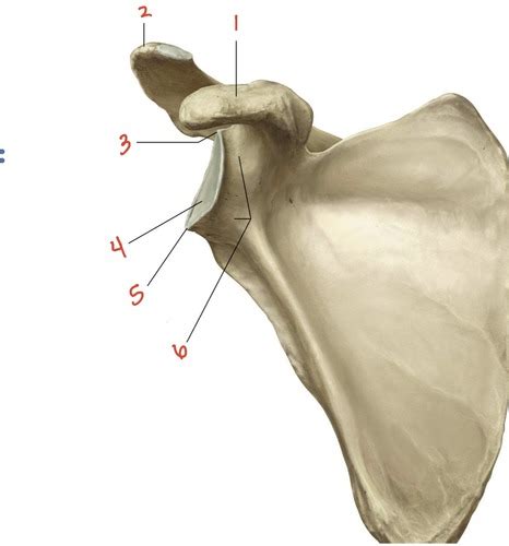 Anatomy Lecture 4.4 Flashcards | Quizlet