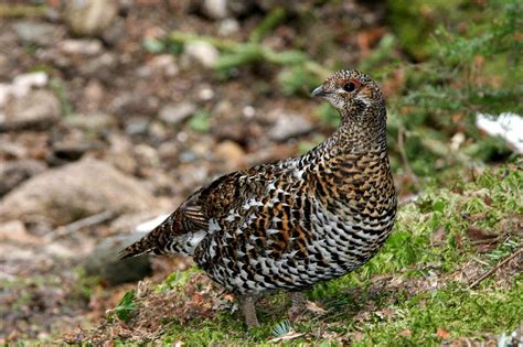 spruce grouse : Photos, Diagrams & Topos : SummitPost