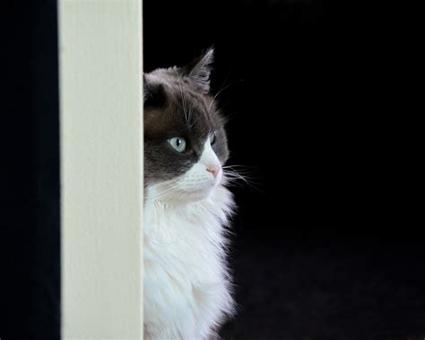 50000 Free Ragdoll Cat And Ragdoll Images Pixabay