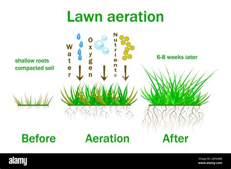 Aireación Del Césped Ilustración De La Etapa De Aireación Del Césped