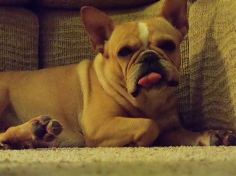 Our Annie Bulldog French Bulldog Frenchie