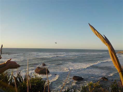 Petrel Colony Tours 2025 All You Need To Know Before You Go With