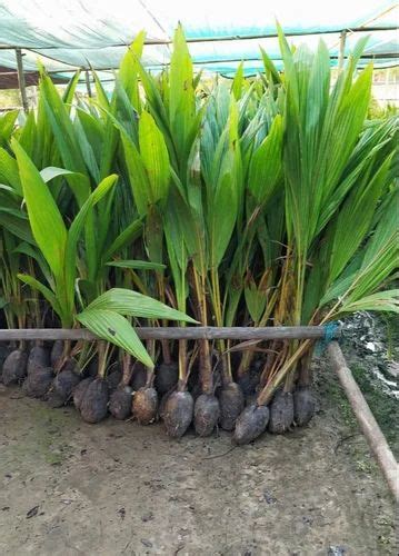 Green Naked Coconut Plant For Fruits At Piece In Nagaon Id