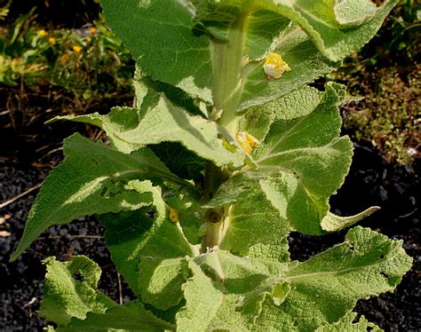 Коровяк скипетровидный | molbiol.ru