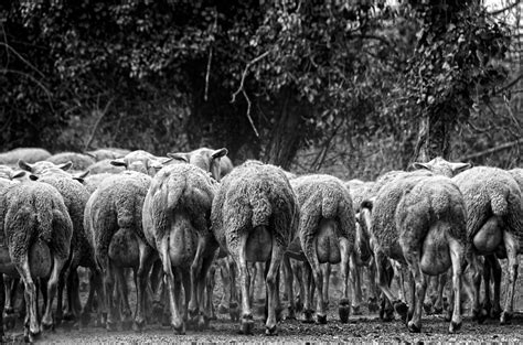 Ramat Manada Defensa De La Alegria Daniel Viglietti Flickr