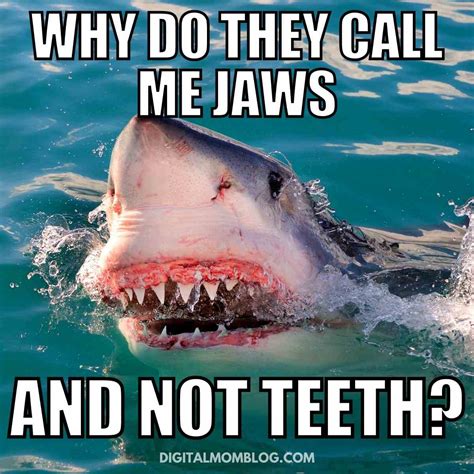 funny shark meme