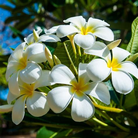 Mariana Island Flora