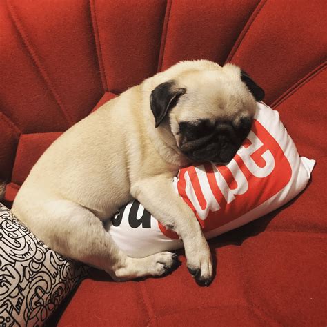 Rip Ellie The Pug You Will Be Missed 💖 Rdantdm