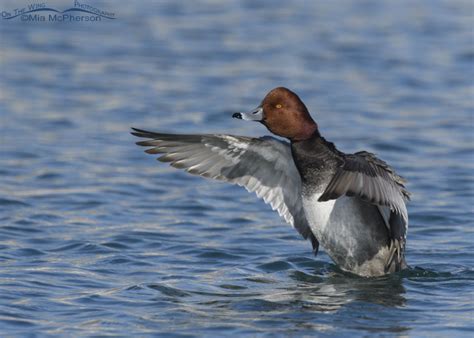 Female Redhead Duck Wing