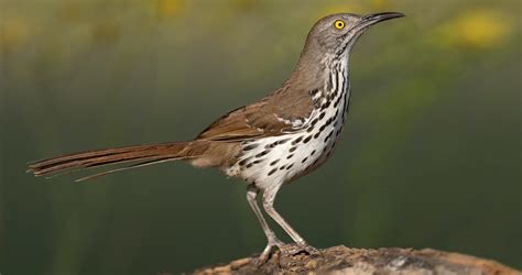 thrasher bird curve billed thrasher life history flum