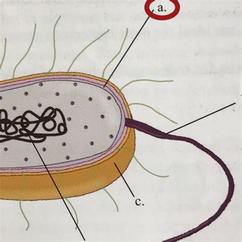 Structures Of Bacterium Flashcards Quizlet