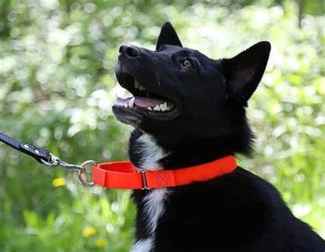 What Is A Martingale Collar, And Why Should You Use It?