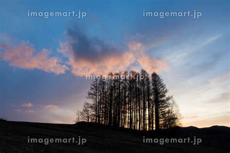 春の夕暮の空とカラマツ林 美瑛町の写真素材 241996715 イメージマート