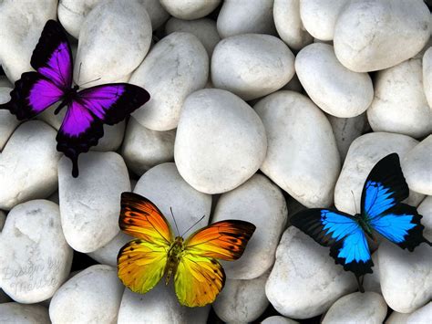 Cute Nature Wallpapers For Desktop