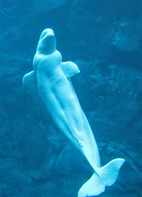 Beluga whales at the Atlanta Zoo, Georgia - Travel Photos by Galen R ...