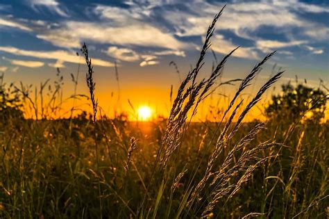 Summer Sunset Meadow Nature Landscape Sun Abendstimmung Grass