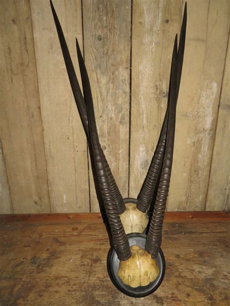 Two Pairs of Oryx Horns | French Country Antiques