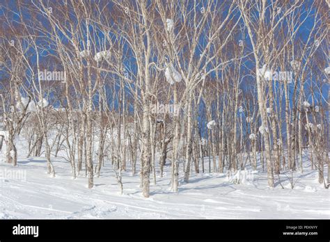 Birch Trees Snow Hi Res Stock Photography And Images Alamy