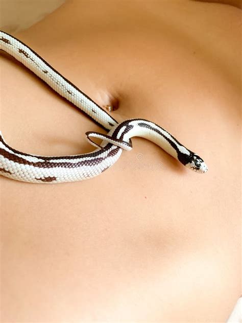 A Live Snake Lies On A Woman S Bare Stomach Naked Girl With A Reptile Girl And Snake Stock