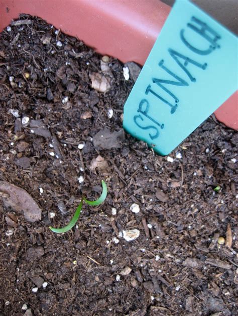 Seedling Spinach Free Stock Photo - Public Domain Pictures