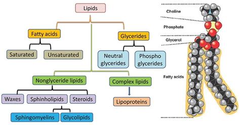 Lipid A Structure Bond Diagram Carbohydrates Proteins Lipids