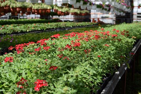 Главная | odnoletnie