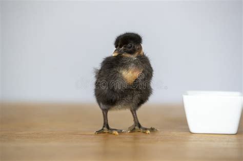 Close Up Of A Black Naked Neck Chick Standing On A Wooden Table Stock Image Image Of Fowl