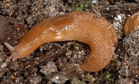 Как избавиться от слизней?