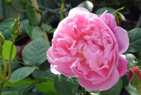 Роза Мэри Роуз описание и фото сорта - Журнал Совхозик