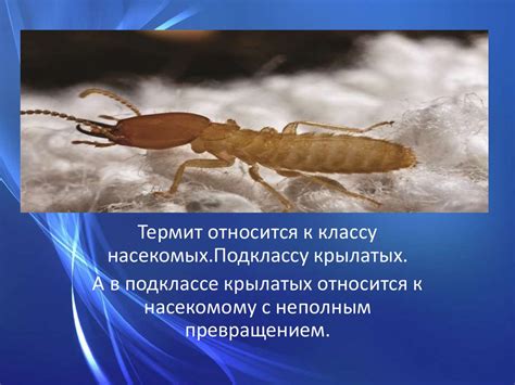 Насекомые с неполным превращением термиты - online presentation