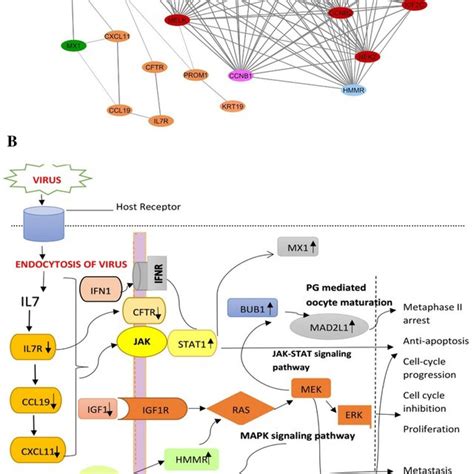 A Interactions Of Cross Talk Genes In The Development Of Hcc Green