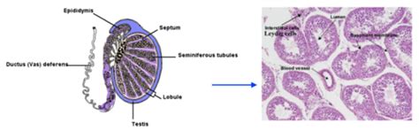 Lecture 3 Sex And Sexual Determination Flashcards Quizlet