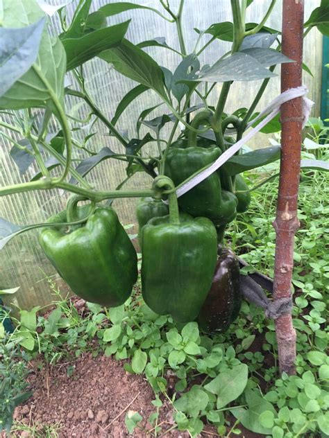 Выращивание сладкого перца