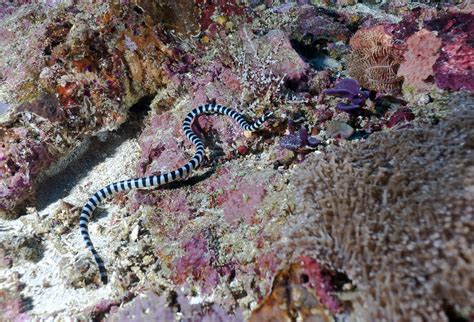 Indonesia Bali Nusa Lembongan Faint Banded Sea Snake Hydrophis