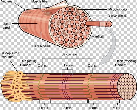 Skeletal Muscle Myocyte Cell Muscle Fascicle Png Clipart Anatomy