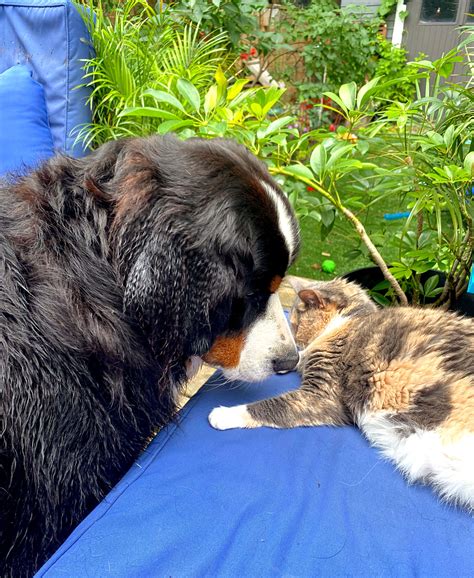 How To Deal With An Overprotective Dog - Help! I've Got Pets