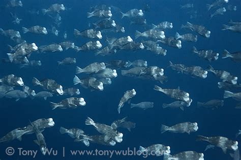 Bumphead Parrotfish Spawning Aggregation in Palau | Tony Wu