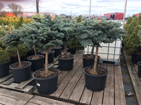 Ель колючая/Picea pungens - Ель/Picea - Садовый центр ЛЕТО