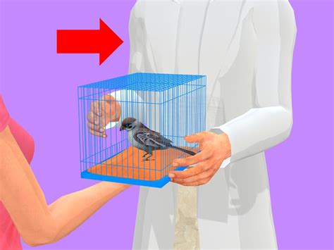 How To Care For A Sick Pet Bird At Home 9 Steps With Pictures