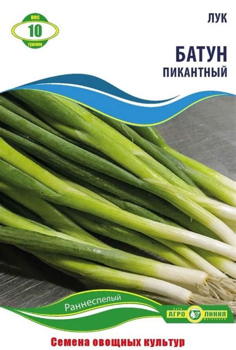 Лук-батун - как выглядит с фото, сорта и посадка