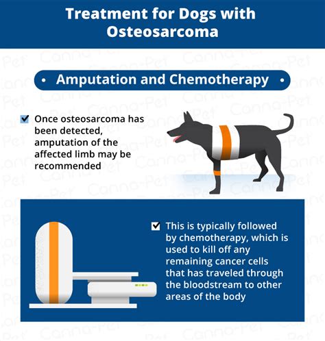 Bone Cancer (Osteosarcoma) in Dogs | Canna-Pet