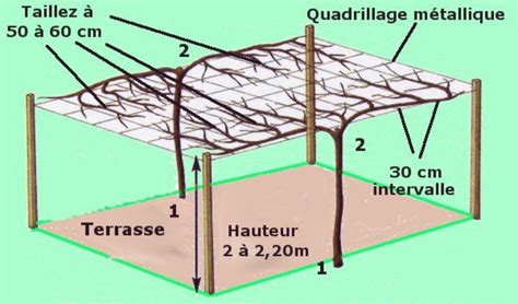 Pergola Kiwi Comment Fabriquer Une Pergola Pour Kiwi