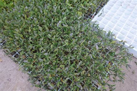 Planta De Tomate A Nivel Profesional Semilla Para Plantar En El Huerto