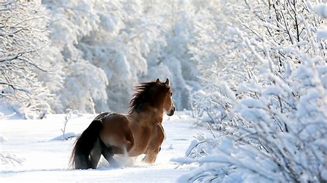 Brown Horse On Snow Covered Landscape HD Horse Wallpapers | HD Wallpapers | ID #56802