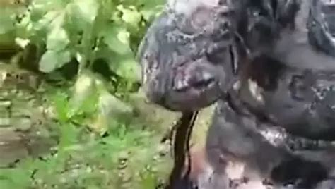 Free Desi Punjabi Porn Videos XHamster