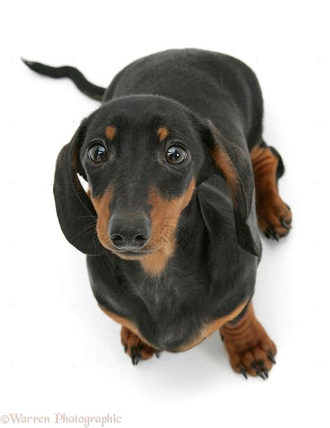 Dog Black And Tan Miniature Dachshund Looking Up Photo Wp47666