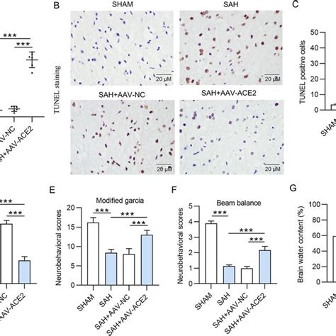 Ace Suppressed Neuronal Apoptosis In Sah Mice A Rt Qpcr Testified