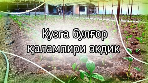 Кузга булғор қалампири экдик - YouTube